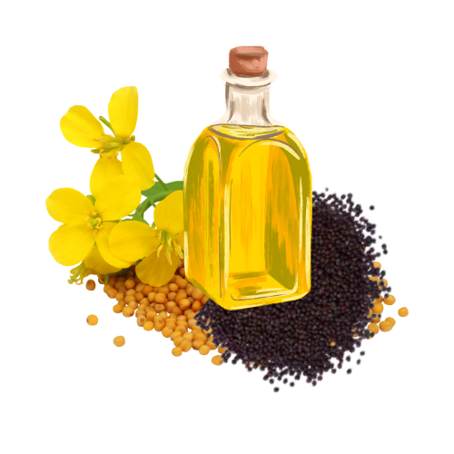 oil and Ghee